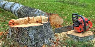 Best Storm Damage Tree Cleanup  in Unionville, MO