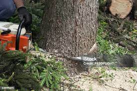 Seasonal Cleanup (Spring/Fall) in Unionville, MO