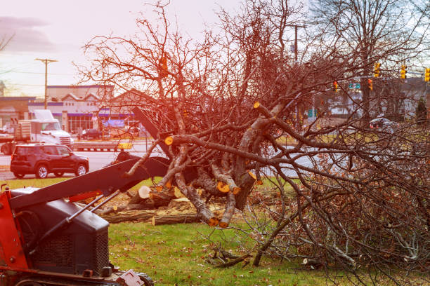 Best Seasonal Cleanup (Spring/Fall)  in Unionville, MO