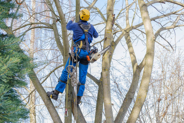 Best Tree Cabling and Bracing  in Unionville, MO