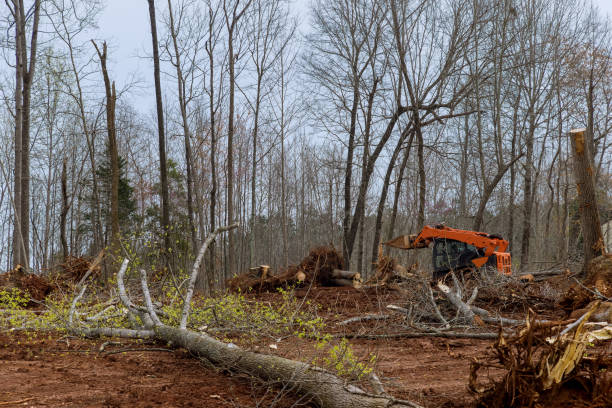 Best Tree Removal  in Unionville, MO