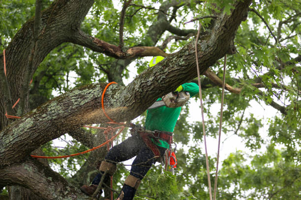 Best Stump Grinding and Removal  in Unionville, MO